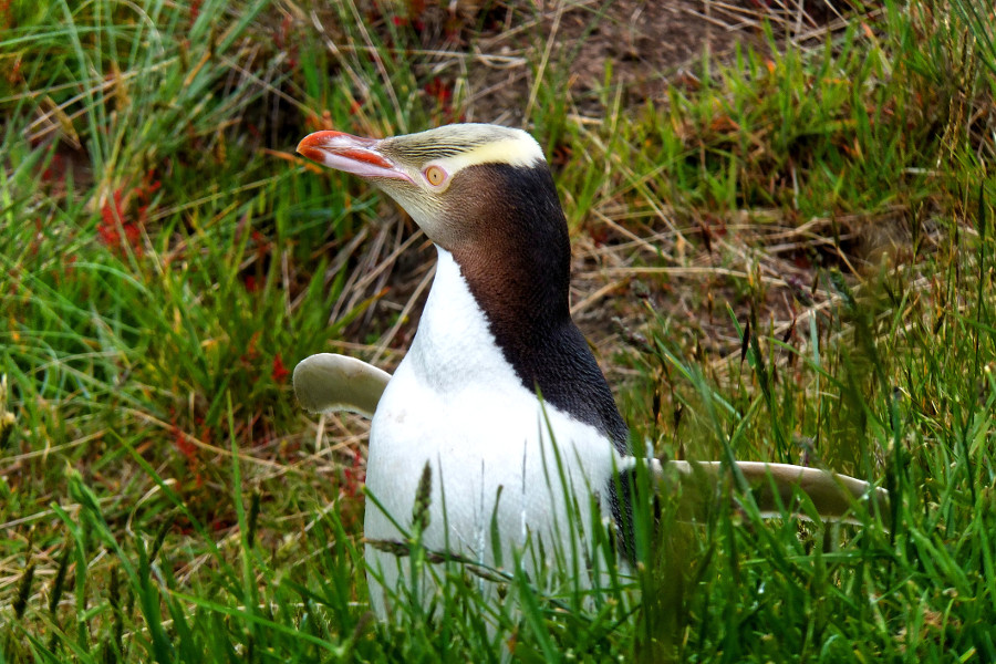 Yellow-eyed penguin in long grass. Dunedin. New Zealand.