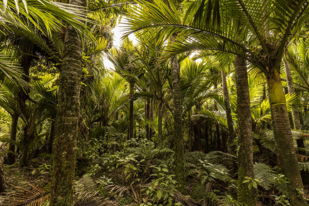 An atypical Nikau palm grove in the rainforest of the Westcoast of the South Island NZ
