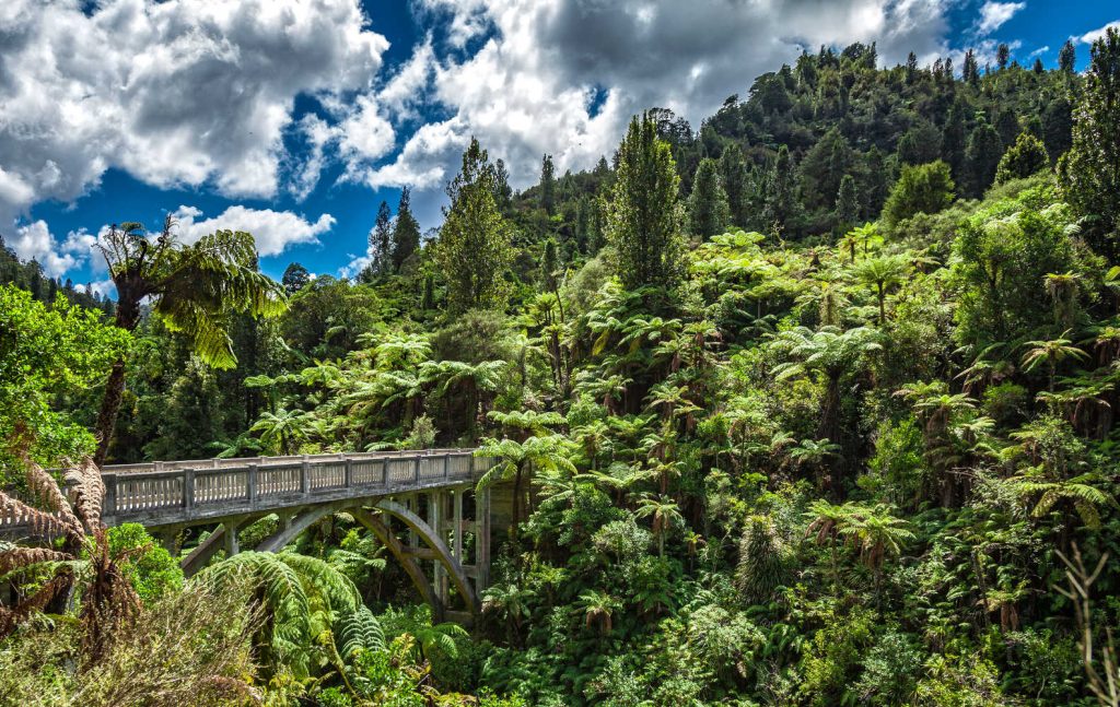 Bridge to Nowhere, In the middle of the jungle of Wanganui on the northern Island of New Zealand
