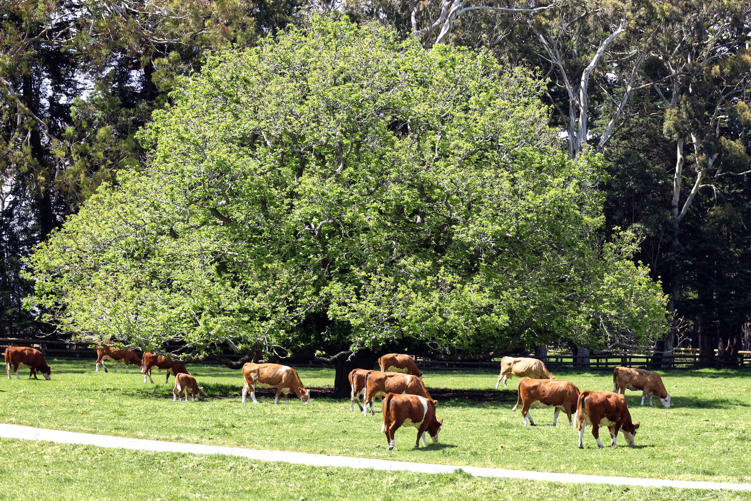Cornwall Park cows, Auckland New Zealand