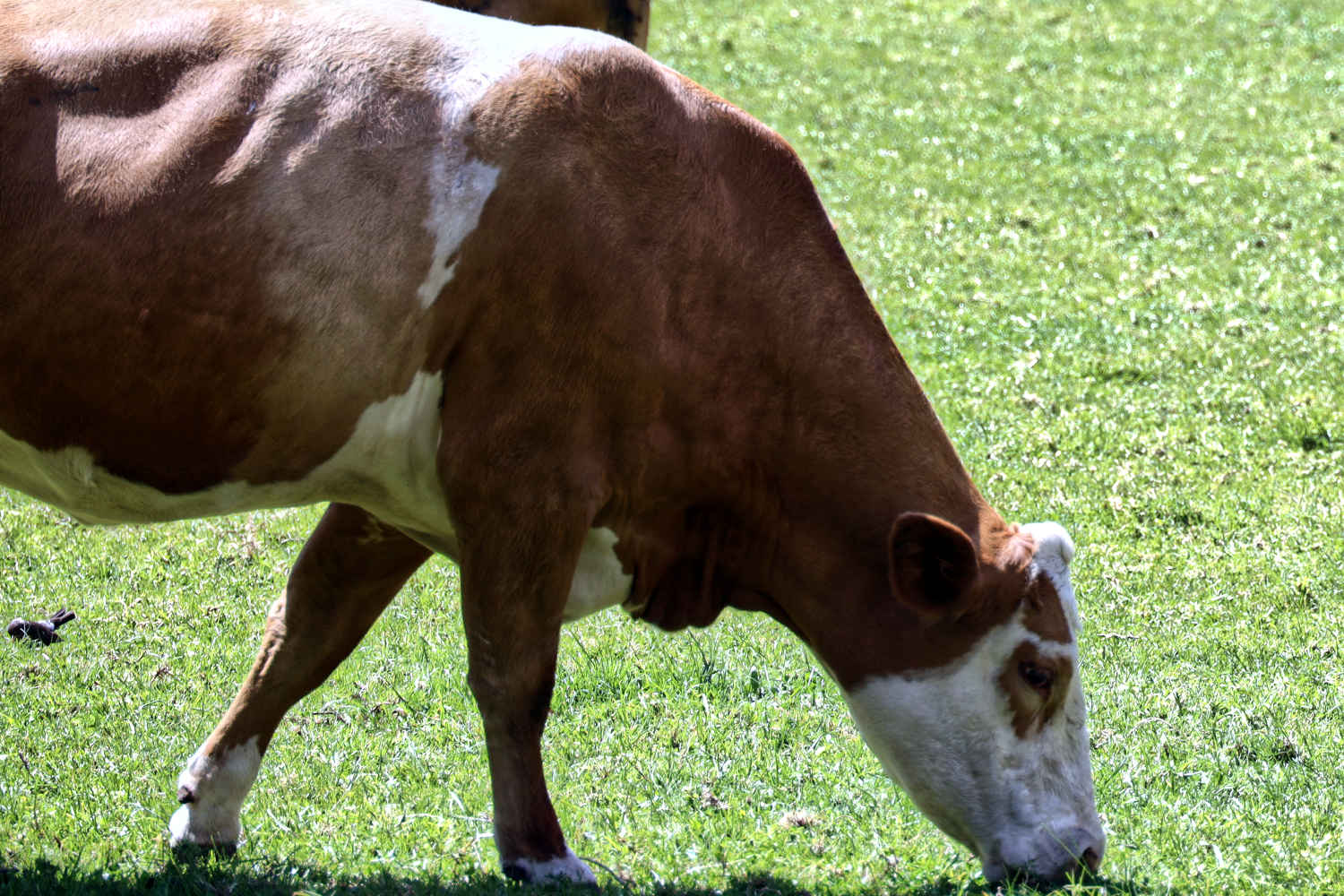 Cornwall Park dairy cow, Auckland New Zealand