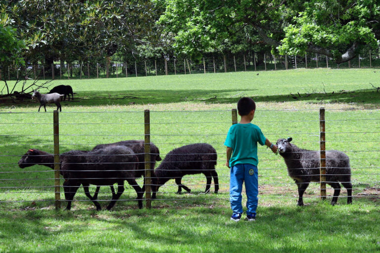 Cornwall Park sheep and child, Auckland New Zealand