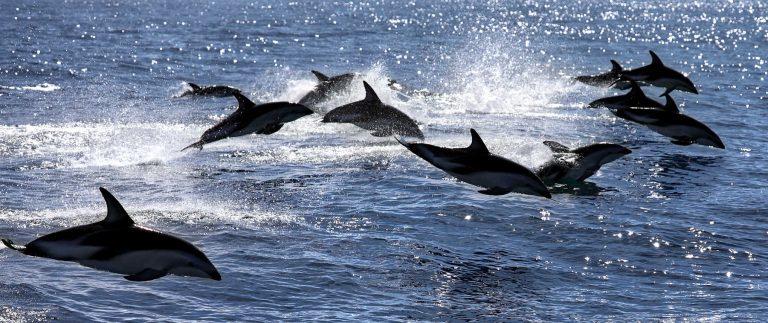 Dolphins Marlborough Sounds, Marlborough, New Zealand