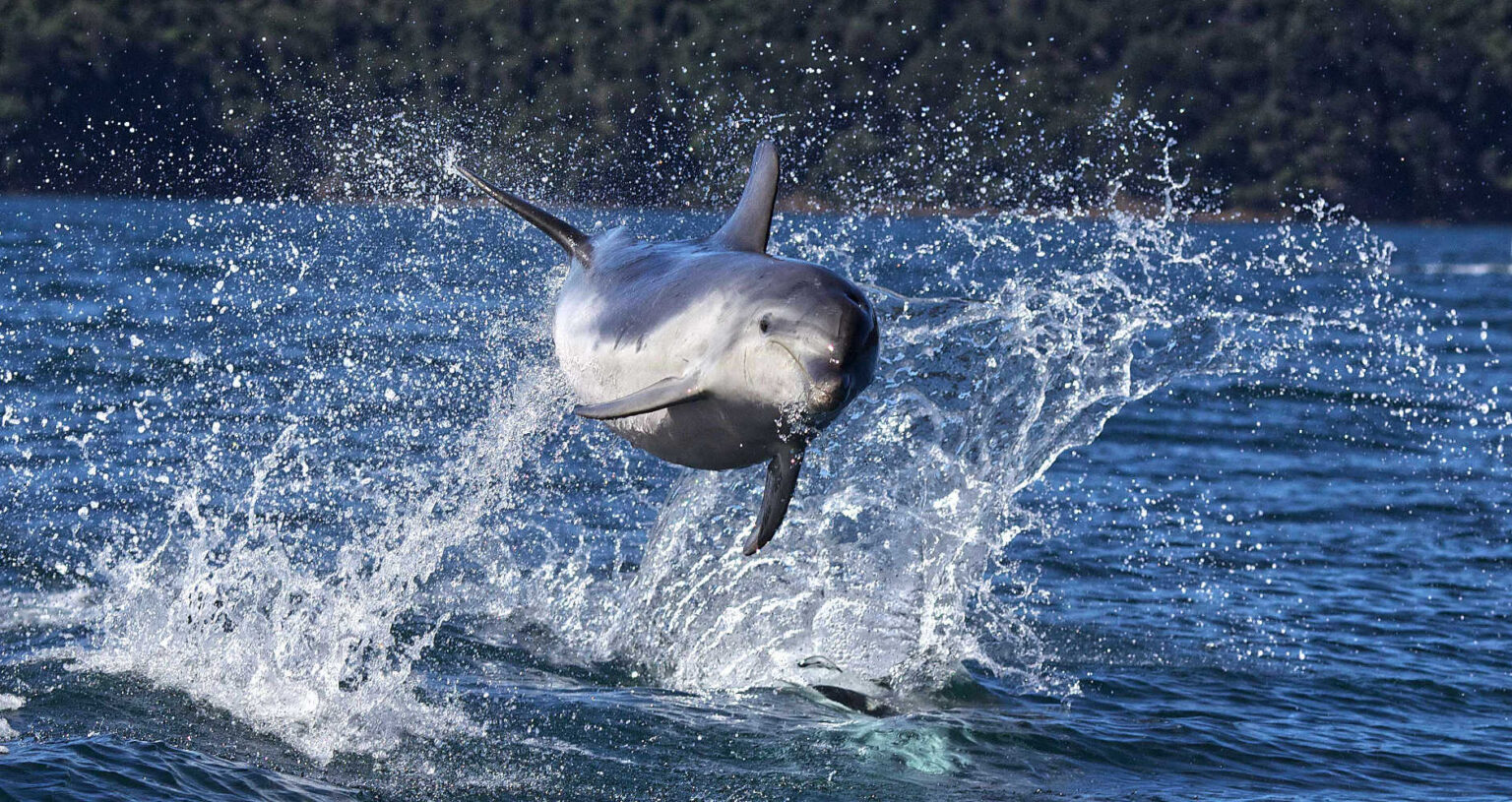 Dolphins in playful mood in Queen Charlotte Sound, South Island, New Zealand