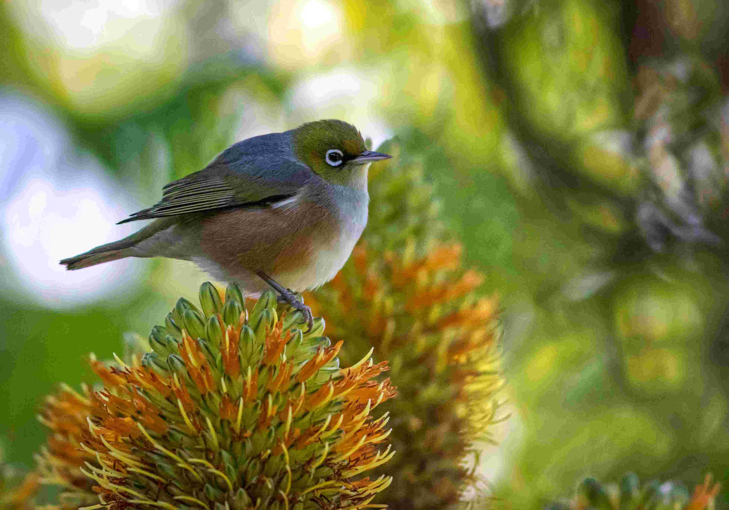 Eden Gardens Native Wax Eye bird, Auckland, New Zealand