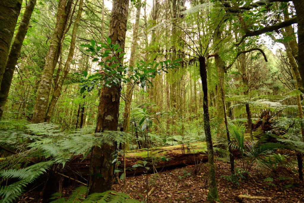 Forest of ferns, giant redwoods and kauri Trounson Kauri National Park, New Zealand