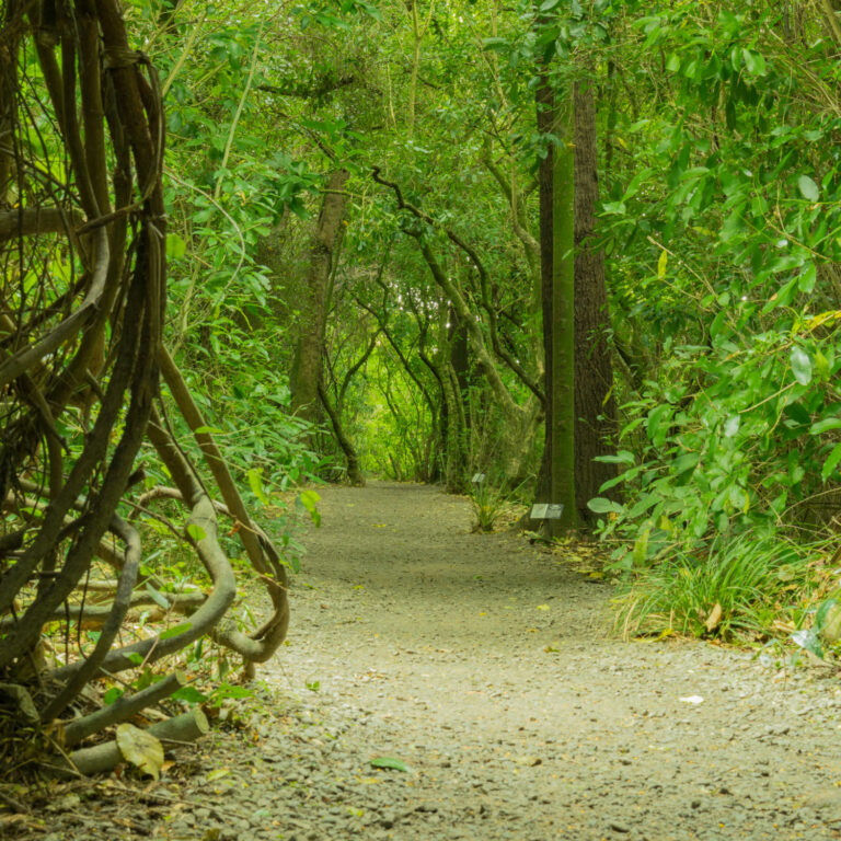 Forest Trail in Christchurch - Riccarton Bush