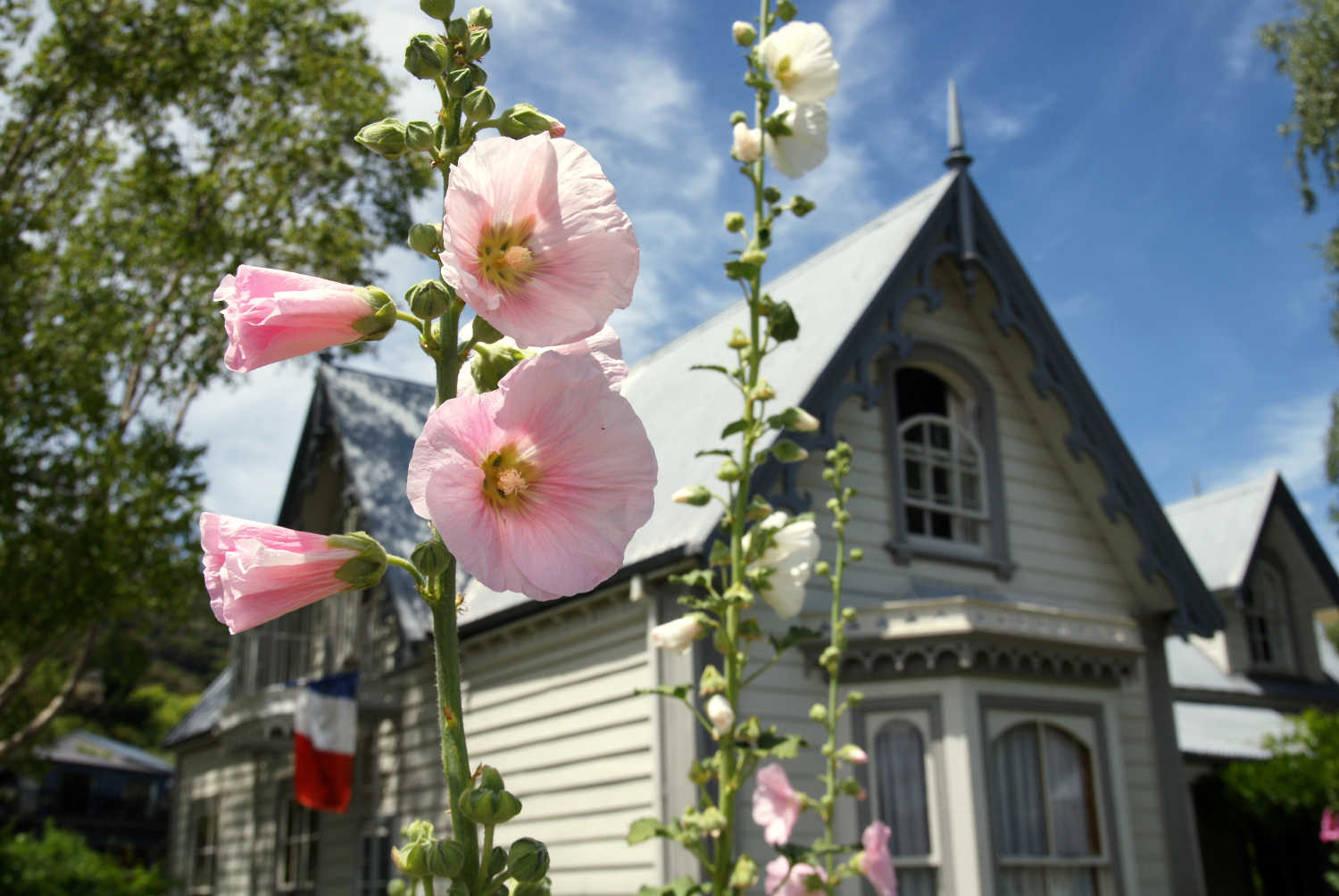 Hollyhock in front of a colonial house, French style colonial homes, Christchurch, New Zealand