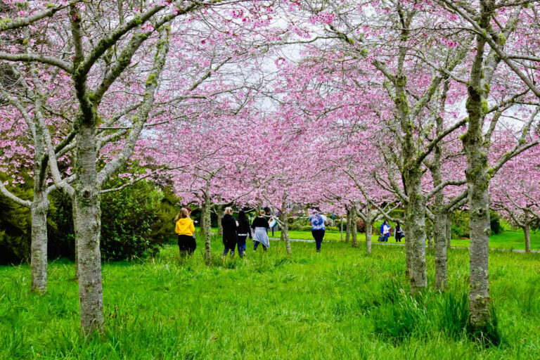Beautiful pink cherry tree blossom with green meadow and tourists in Auckland botanical garden, NZ