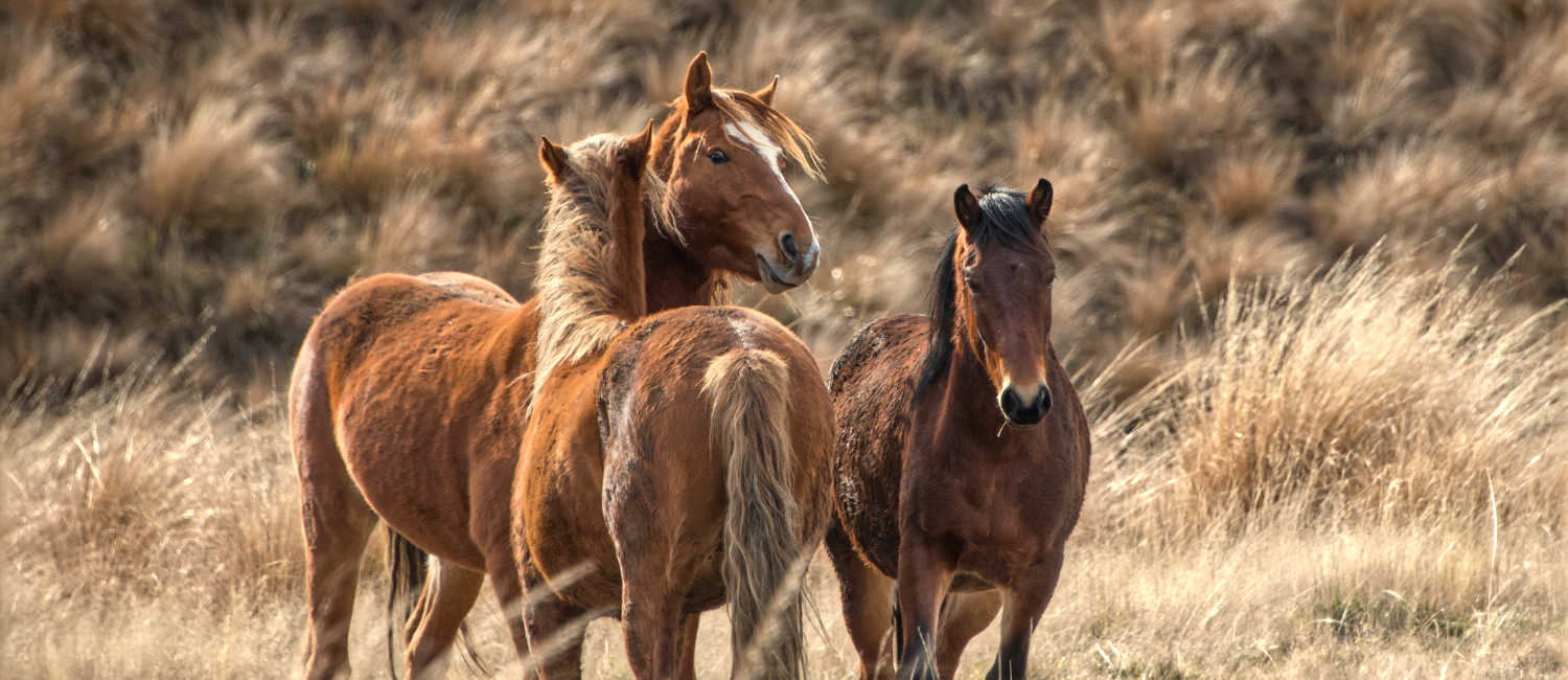 Kaimanawa wild horses standing amongst tussocks with ears up, New Zealand
