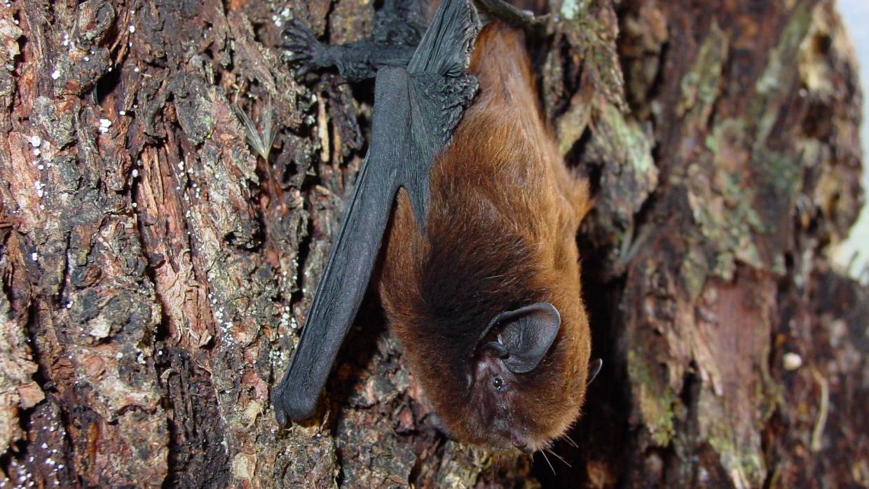 Long-tailed bat @Aongatete Forest Project