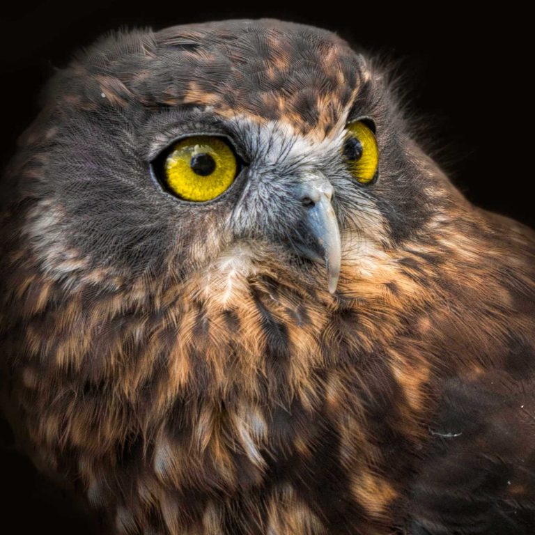 NZ owl - a ruru or morepork staring intently. Isolated with black background. , New Zealand
