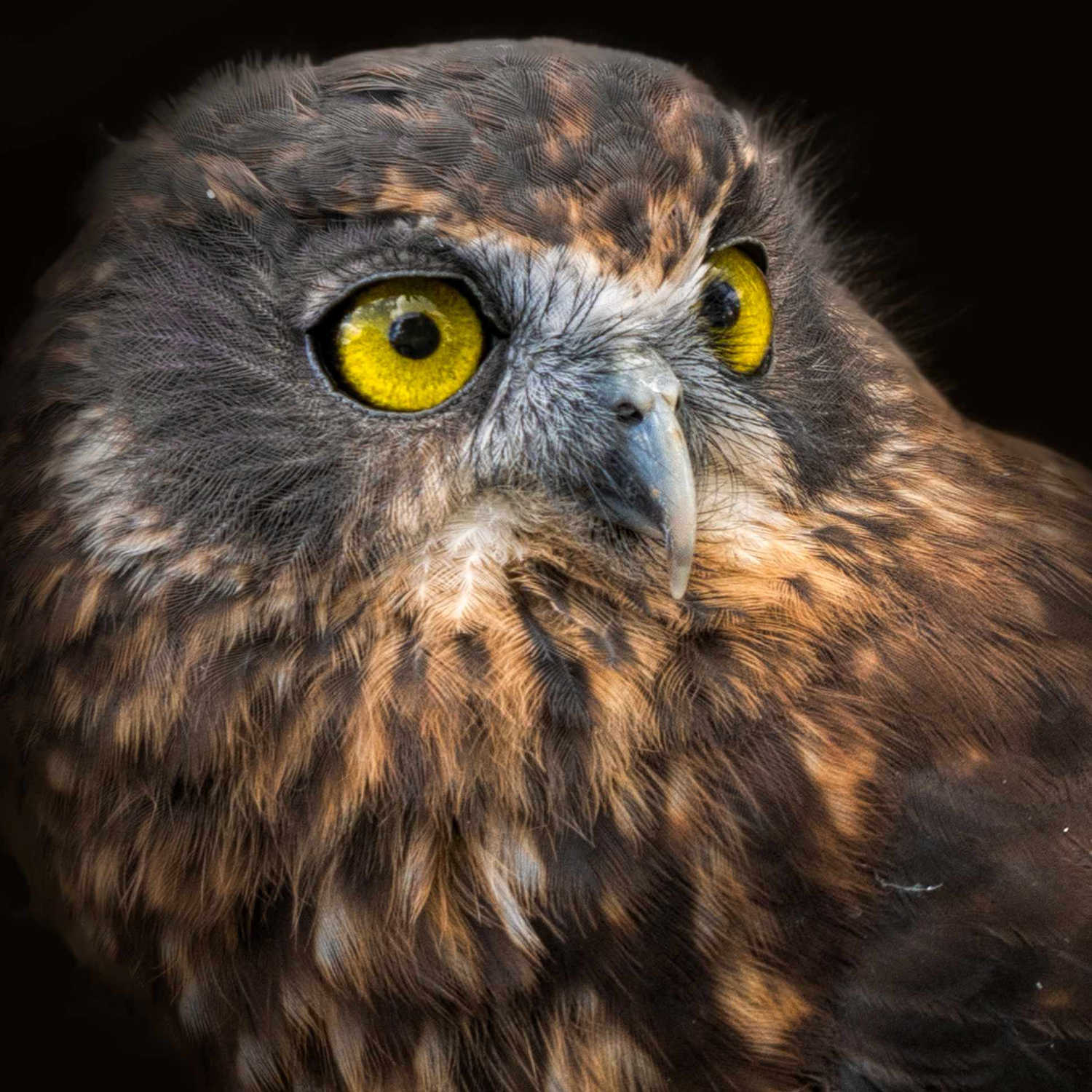 NZ owl - a ruru or morepork staring intently. Isolated with black background. , New Zealand