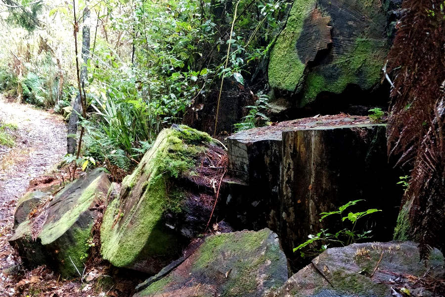 Opepe abandoned logs, New Zealand