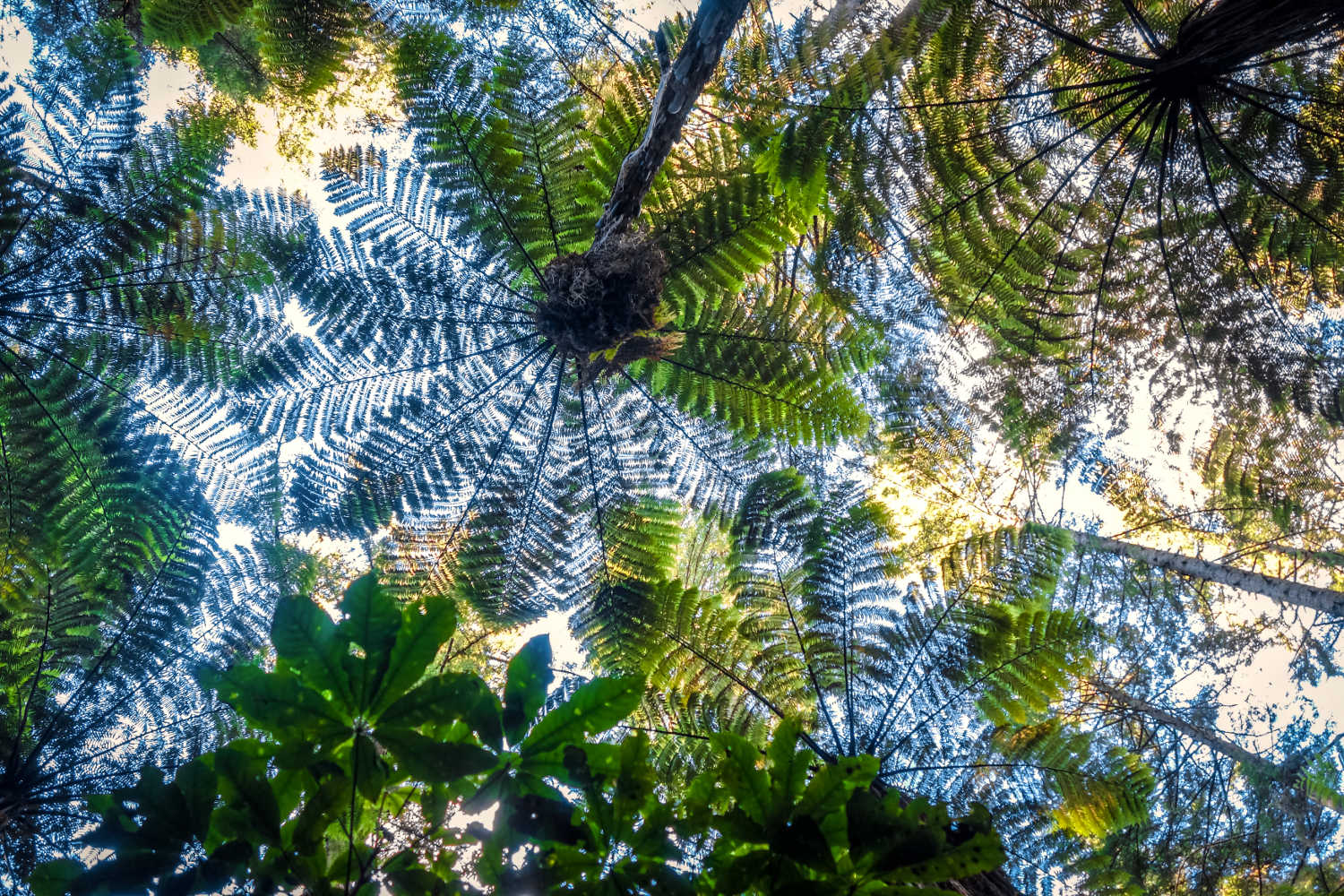 Giant ferns in Whakarewarewa redwood forest, Rotorua, Bay of Plenty, North Island