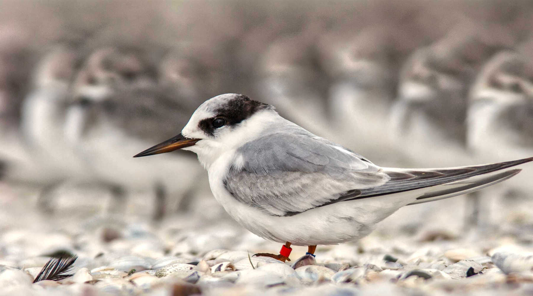 Raukaka Wildlife Reserve, Fairy Tern, v endangered, less than 50 pairs