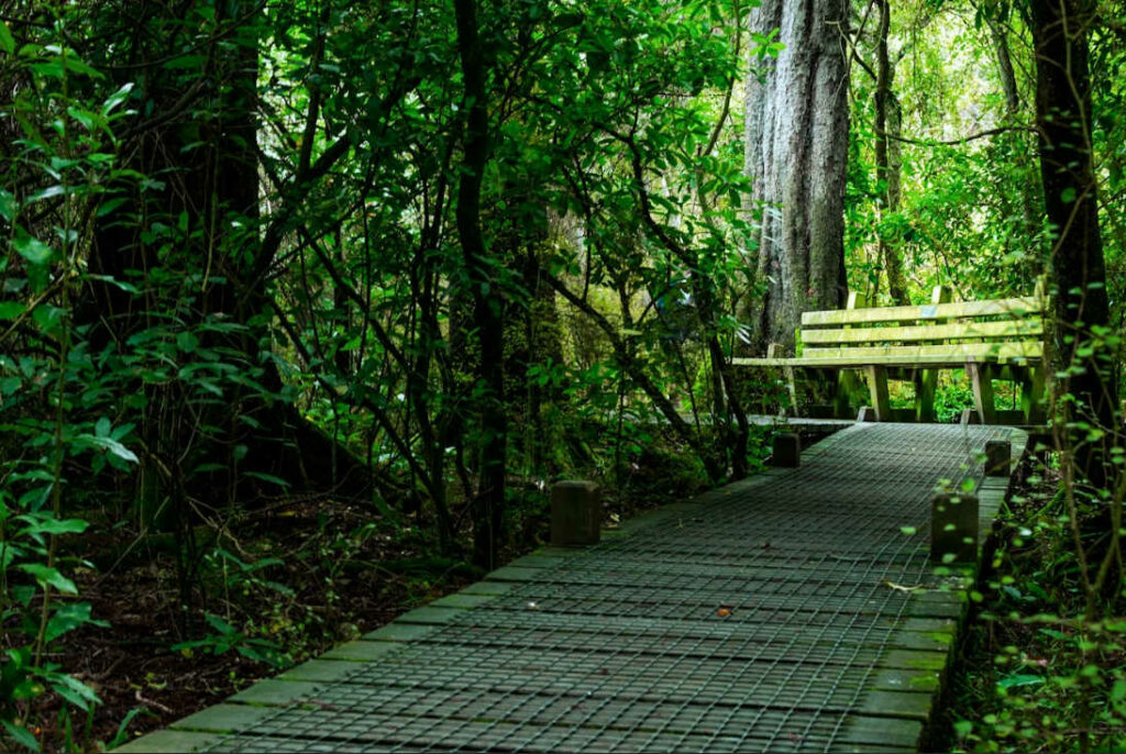 Riccarton bush & forest walk, Christchurch, New Zealand