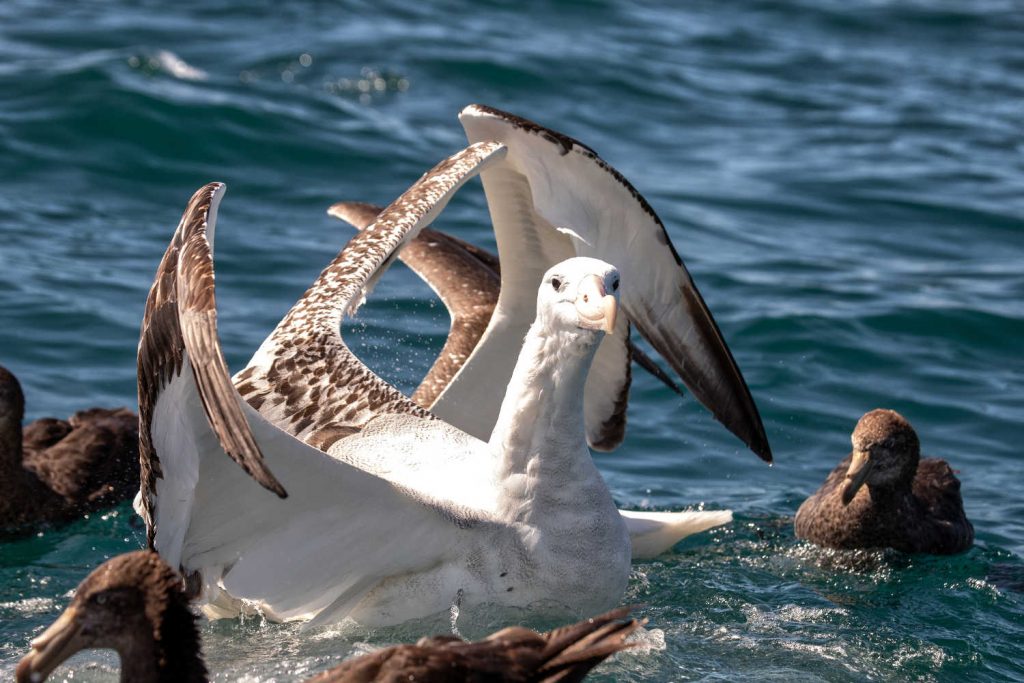 Royal Albatross landing, New Zealand