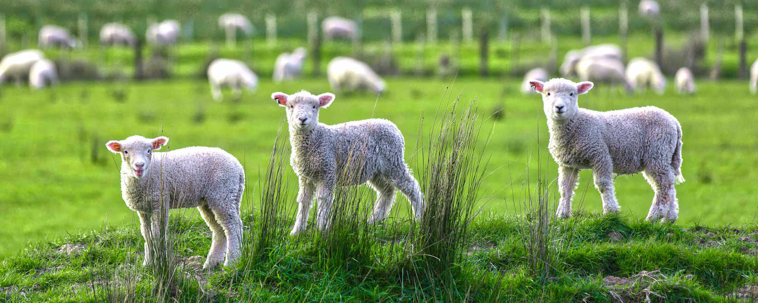 Cute Sheep-run near Marokopa in New Zealand