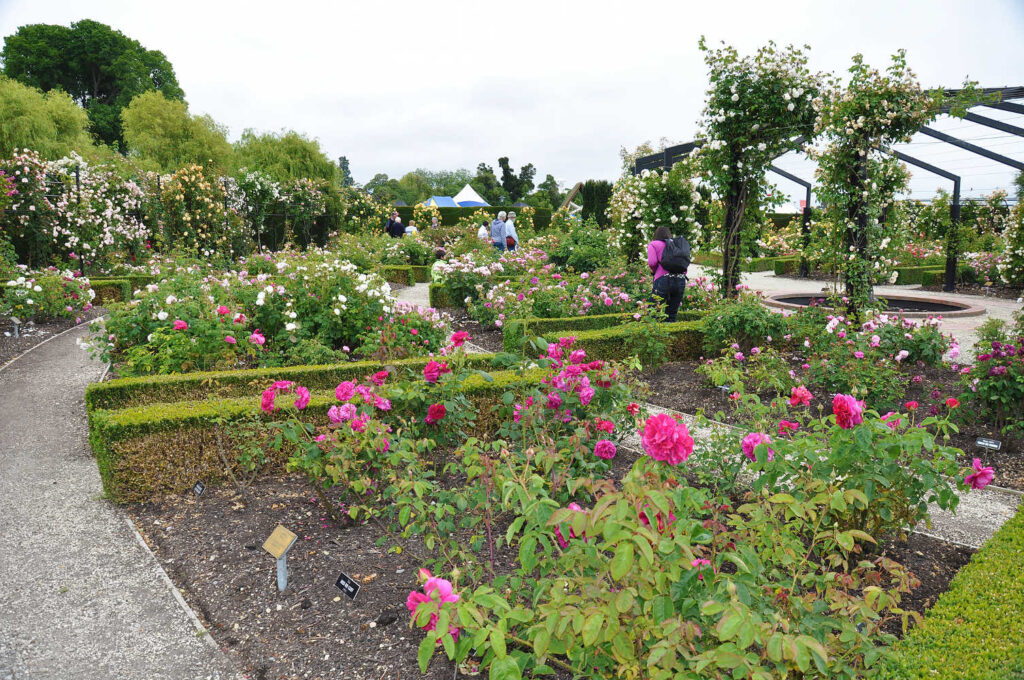 Trevor Griffiths Public Rose Garden in Timaru, New Zealand