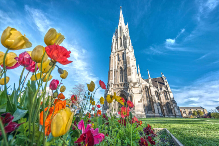 Tulips, spring flowers, First Church, Dunedin, NZ