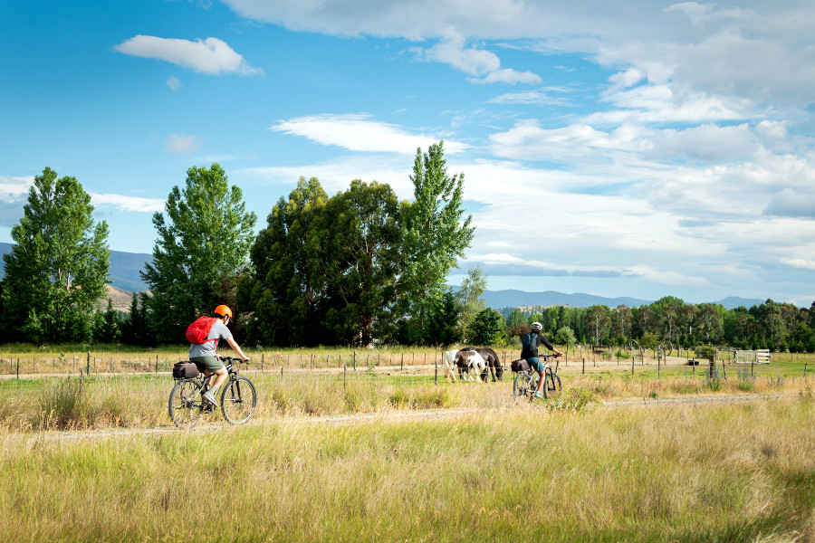 Two young people cycling the Otago Central Rail Trail with horses grazing by the side of the track, Middlemarch, South Island, New Zealand