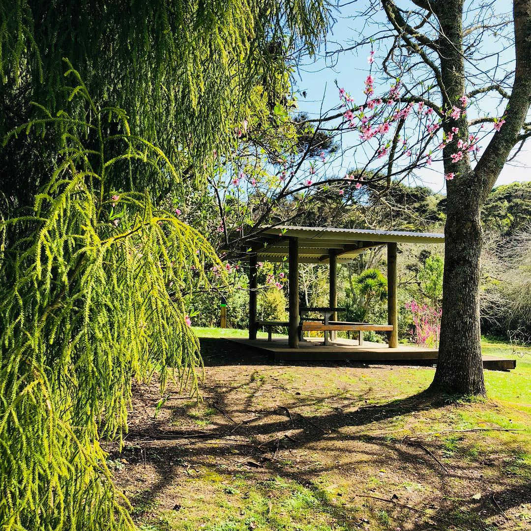 Wainui Reserve Bush Park, Raglan, New Zealand @love_from_raglan