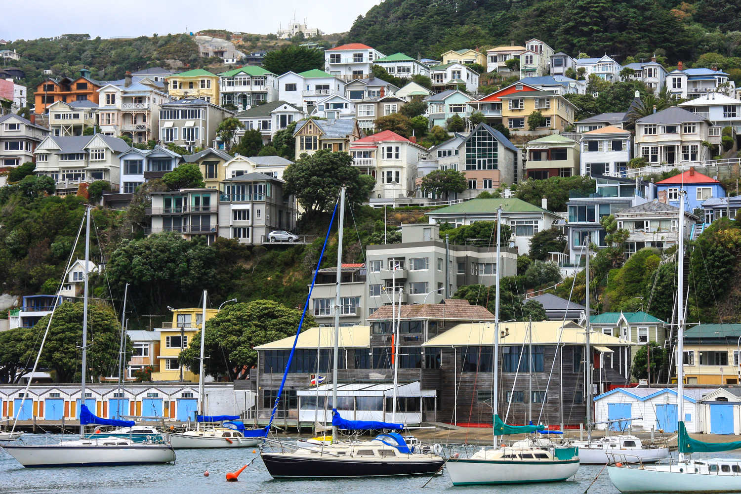 Oriental Bay, Wellington with marina, yachts and hillside suburban houses, Wellington, New Zealand