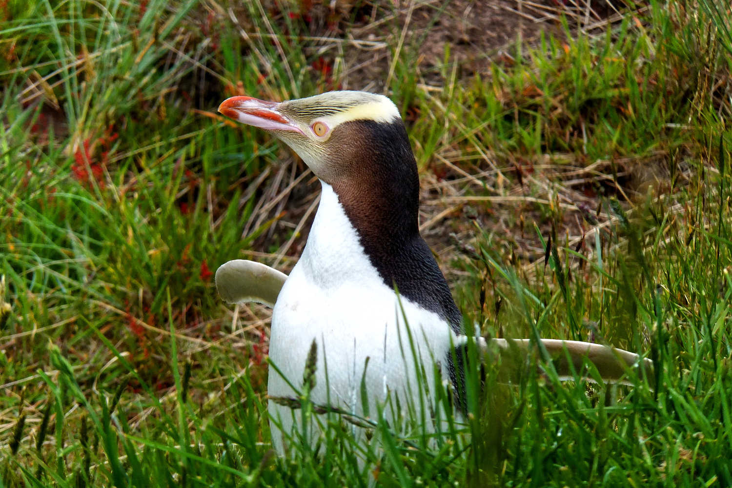 Yellow-eyed penguin in long grass. Wildlife sanctuary. Dunedin. New Zealand.