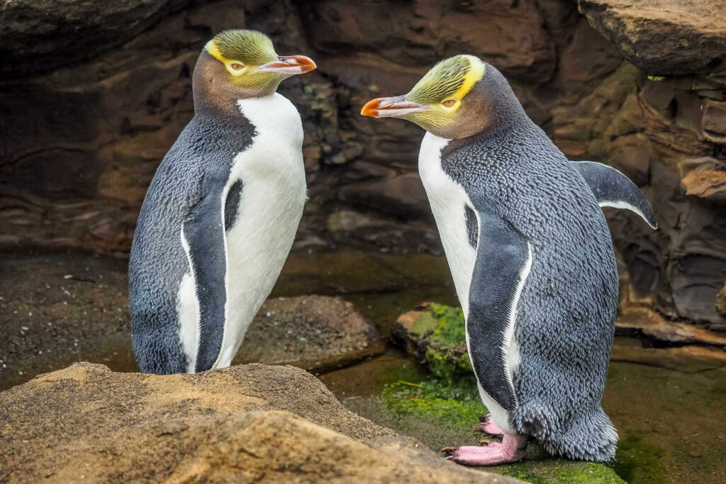 Tow Yellow Eyed Penguins, Dunedin, Otago, New Zealand