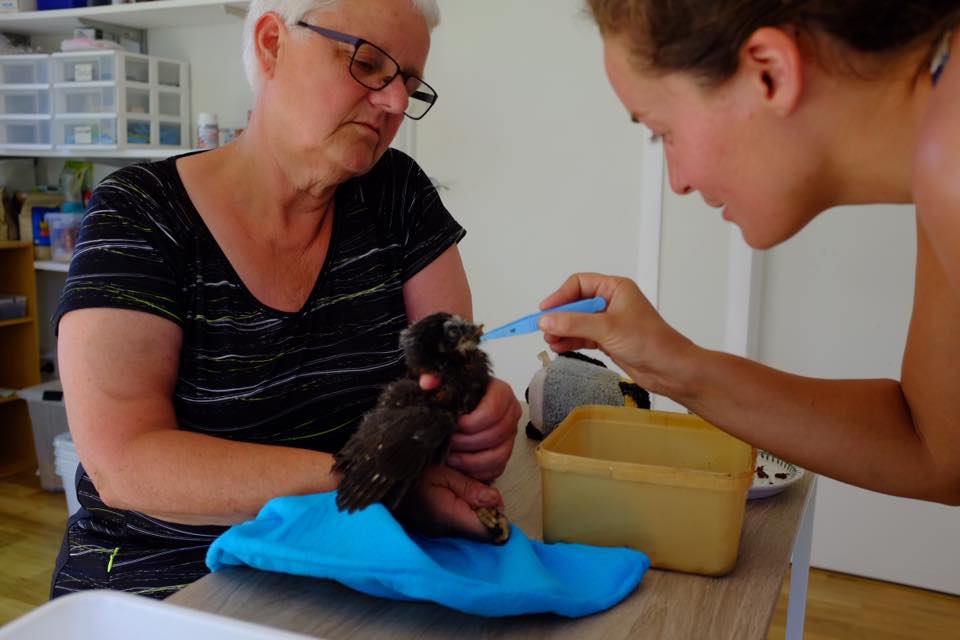 Annemieke Kregting, Coromandel, New Zealand @Kuaotunu Bird Rescue Trust