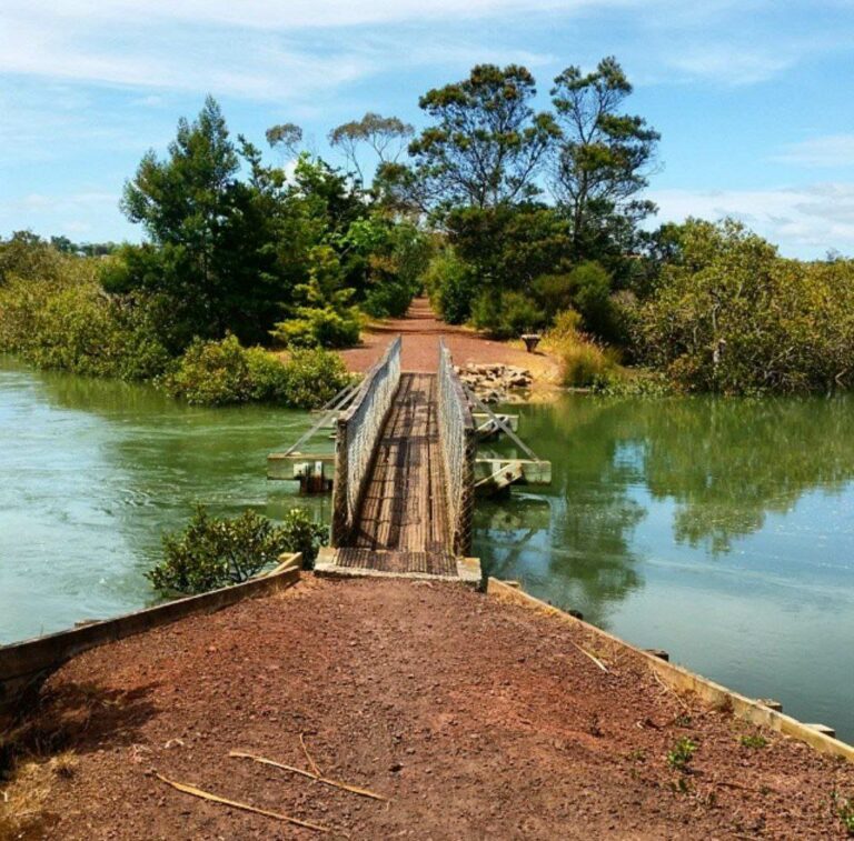 Bridge on the Waimahanga track in Onerahi Northland nz @jenny.sandiford