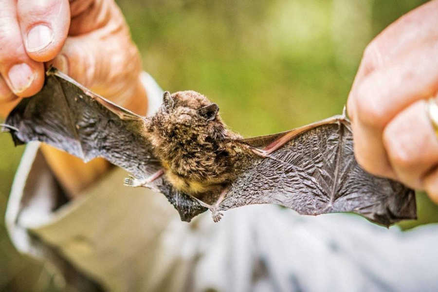 Long-tailed bat at Pelorus, Marlborough, New Zealand @Stuff
