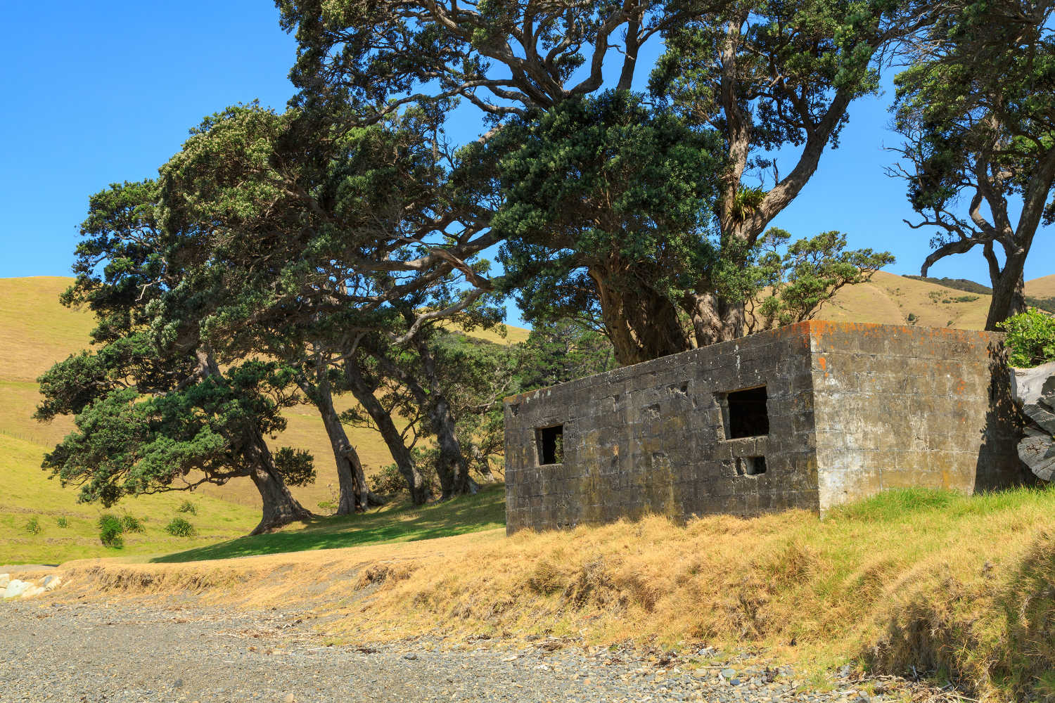Pohutukawa trees tower over an old bunker at Fletcher Bay in the remote, secluded far north of the Coromandel Peninsula, New Zealand