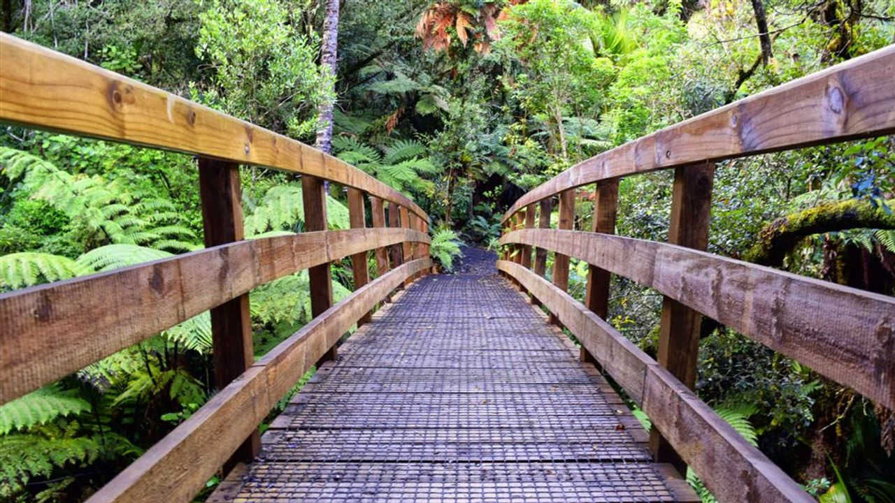 Waiomu Kauri Grove Walk, Whangamata, Coromandel, New Zealand @Hiker