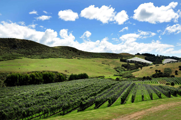 A vineyard landscape on Waiheke Island, New Zealand