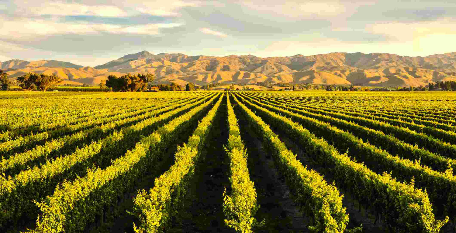 Blenheim vineyard backdropped against Marlborough hills