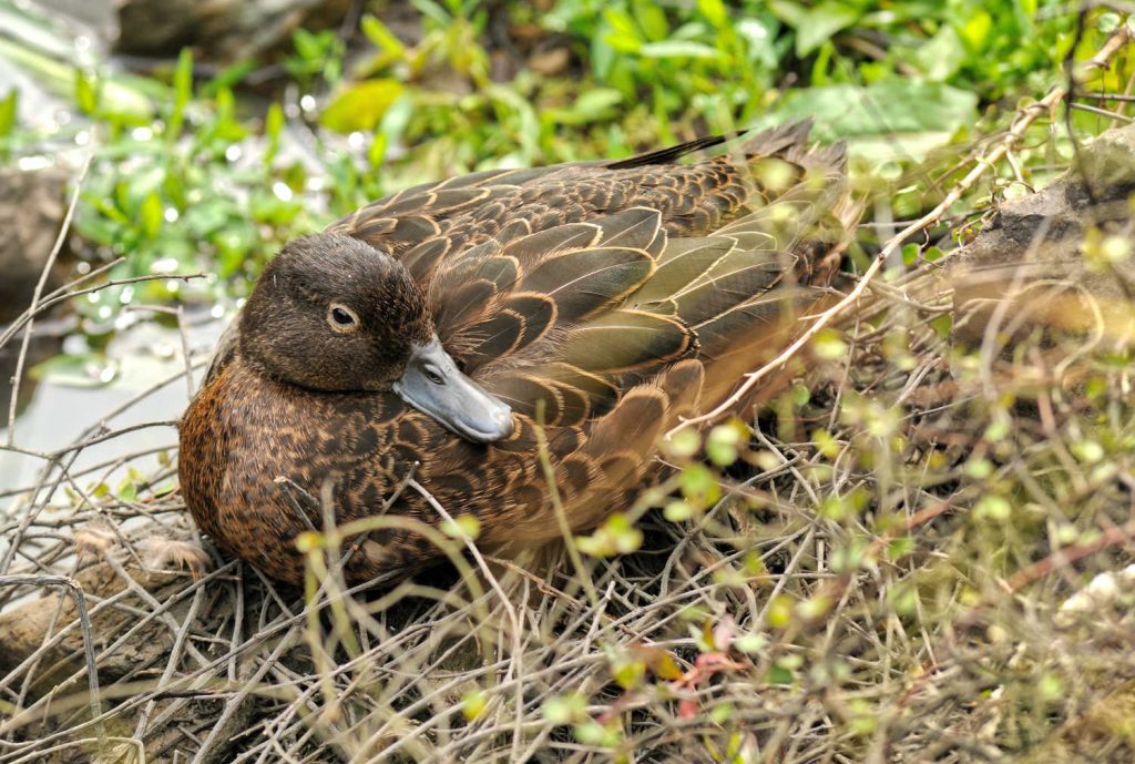 Brown teal native duck, New Zealand