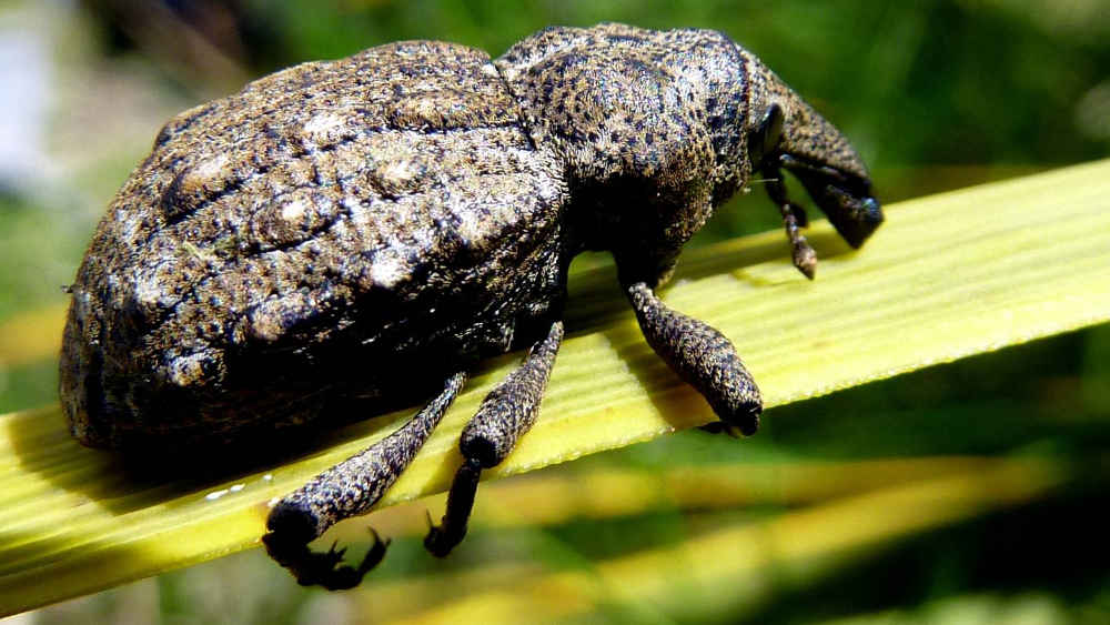 Canterbury knobbled weevil hangs on for dear life, New Zealand @Stuff