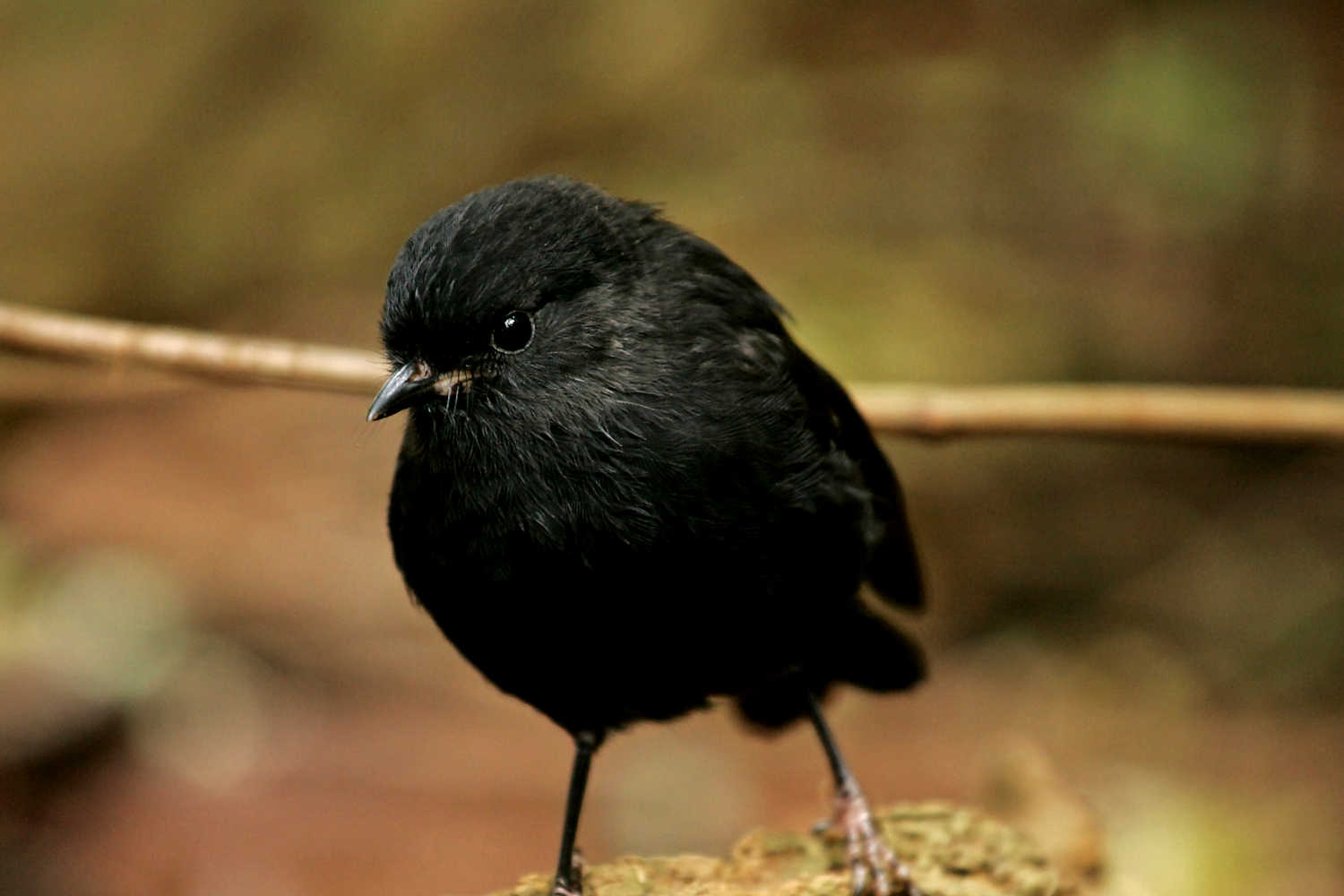 Chatham Islands Black Robin @NZ Birds Online