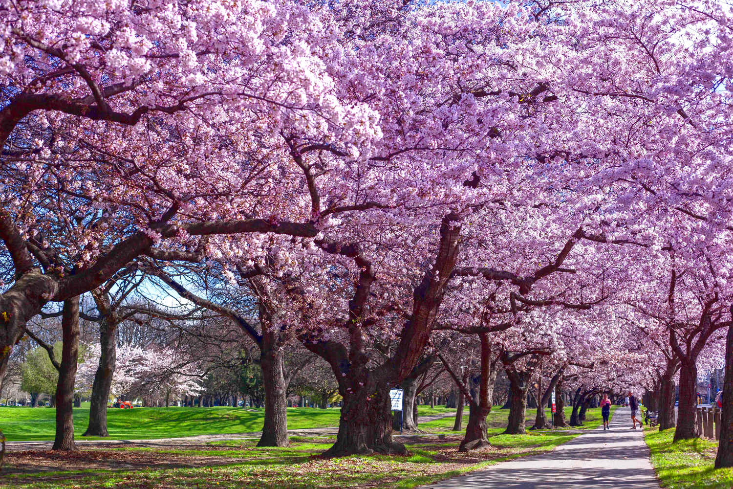 Cherry blossom at Hagely Park Christchurch, New Zealand