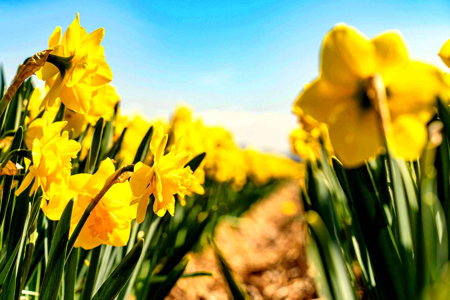 Daffodils spring, New Zealand
