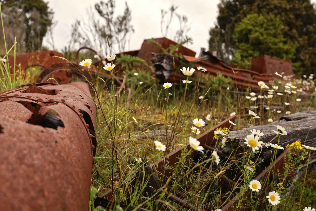 Econiomic decline, Gold mining relics being reclaimed by nature, New Zealand