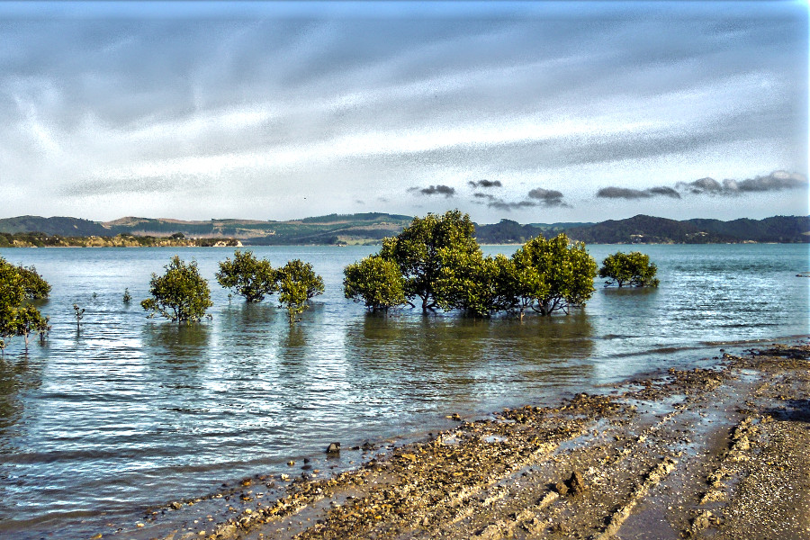 Beautiful nature of Northland, Mangrove trees, Hokianga Harbour, Northland, New Zealand