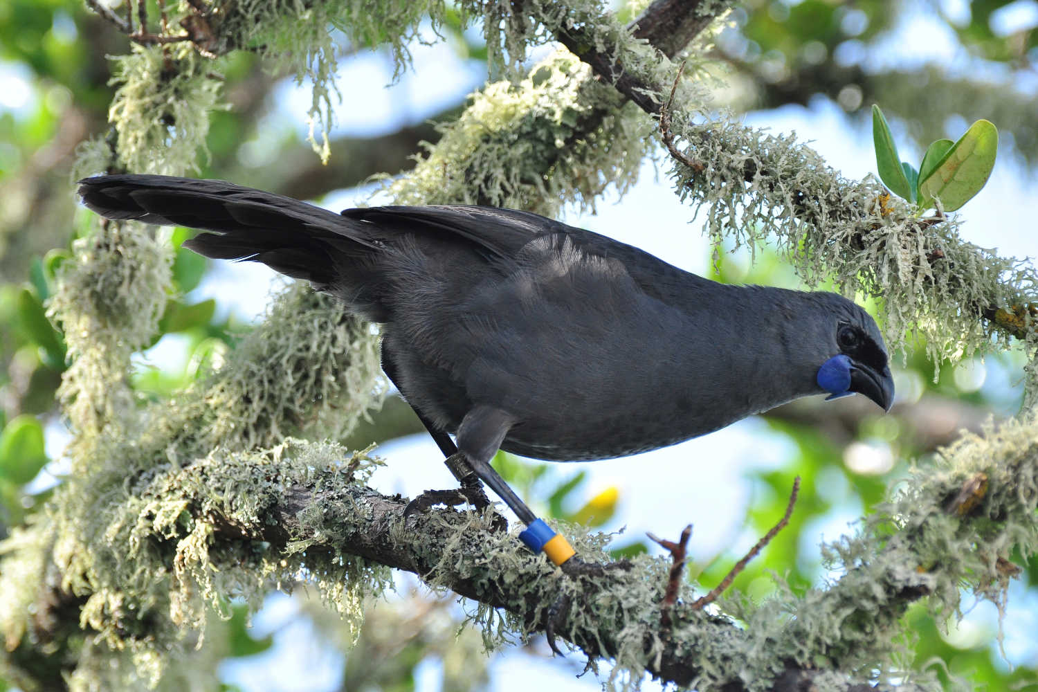 Kokako @NZ Birds Online