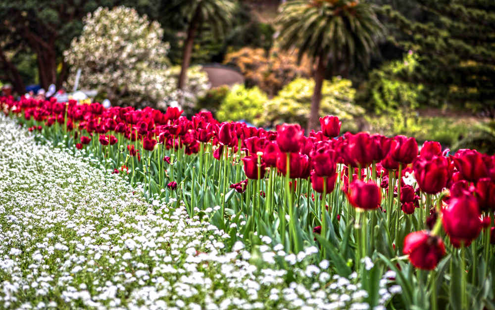 Massed tulips, public flower beds, New Zealand public gardens