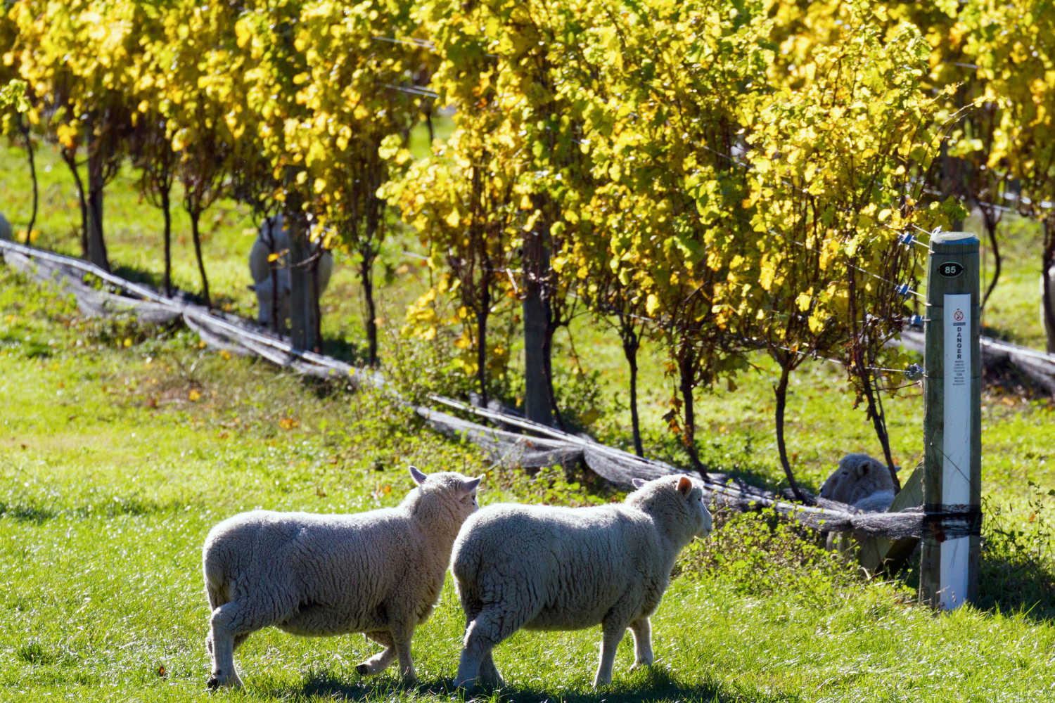 Sheep grazing in vineyard