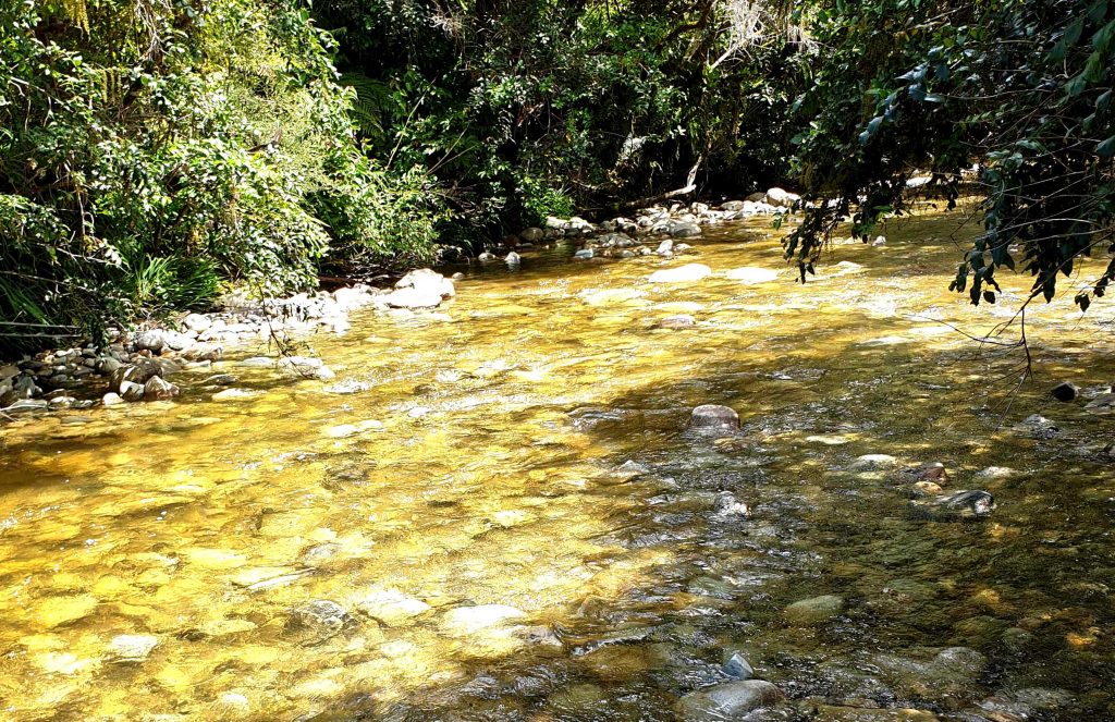 Shamrock Creek gold fossicking area, Goldsborough, West Coast, New Zealand