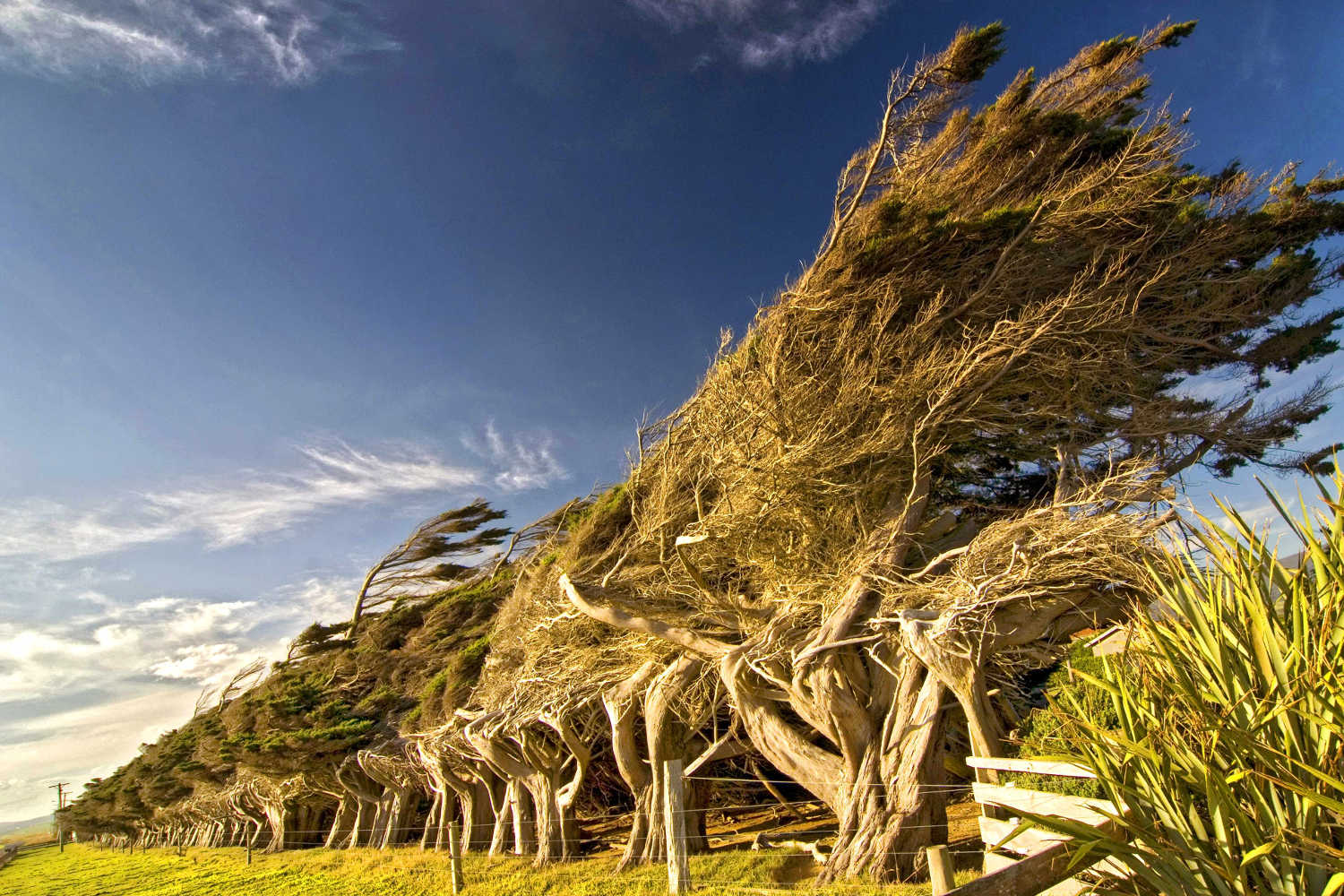 Windswept coastal trees at Slope Point in New Zealands Catlins region.