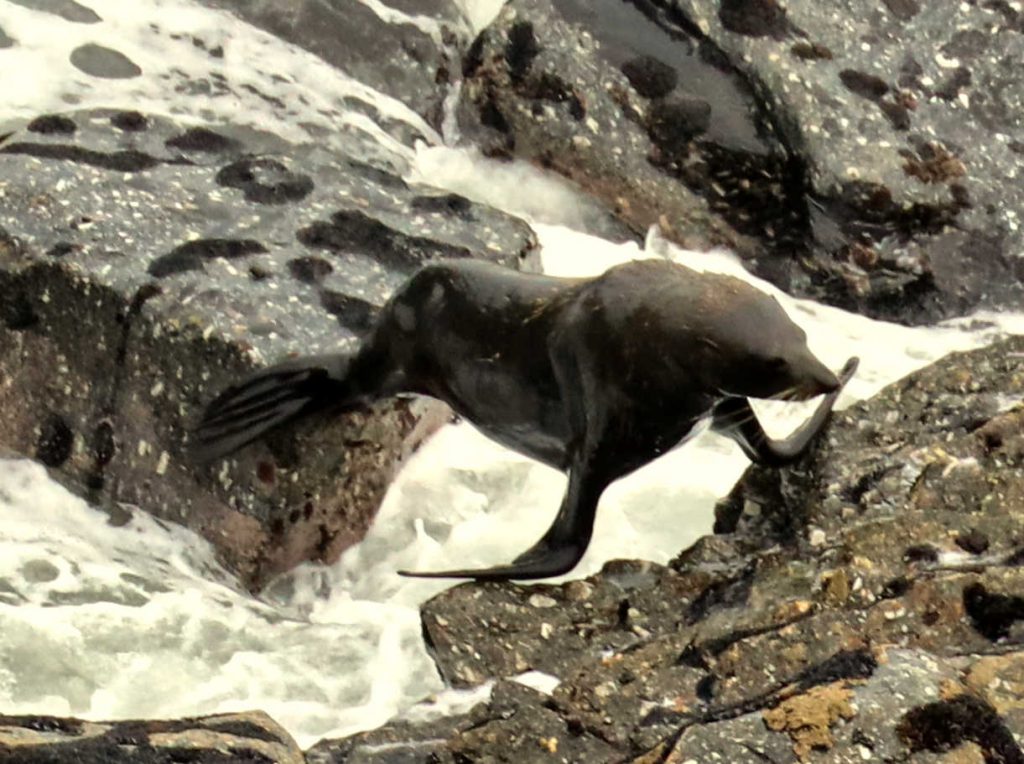 Tauranga seal leap from sea, Westport, New Zealand
